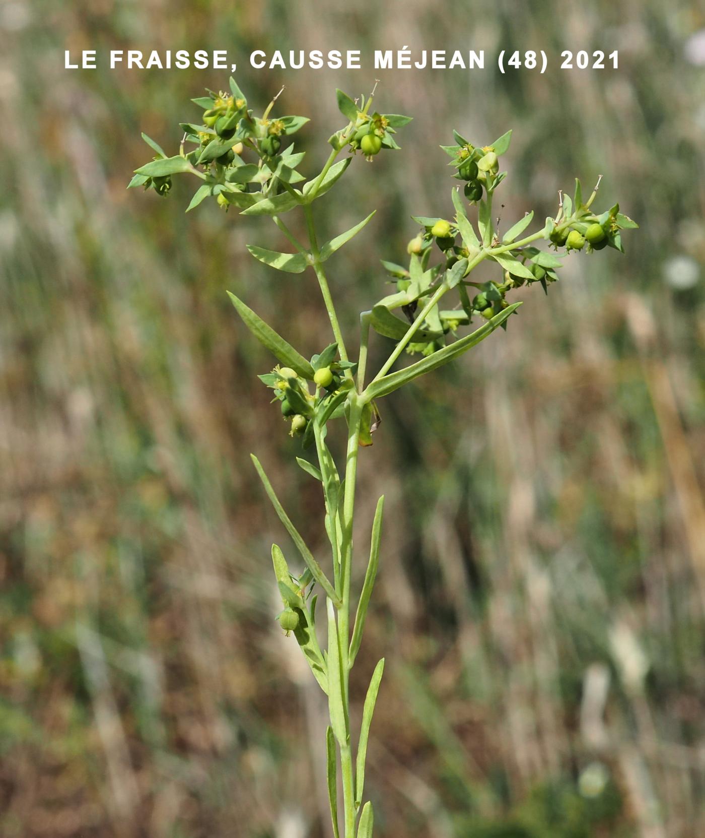 Spurge, Corn plant